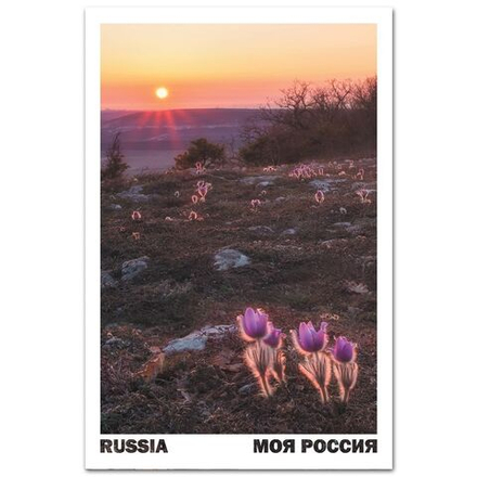 Цветение сон-травы. Село Терновка, Севастополь, Крым