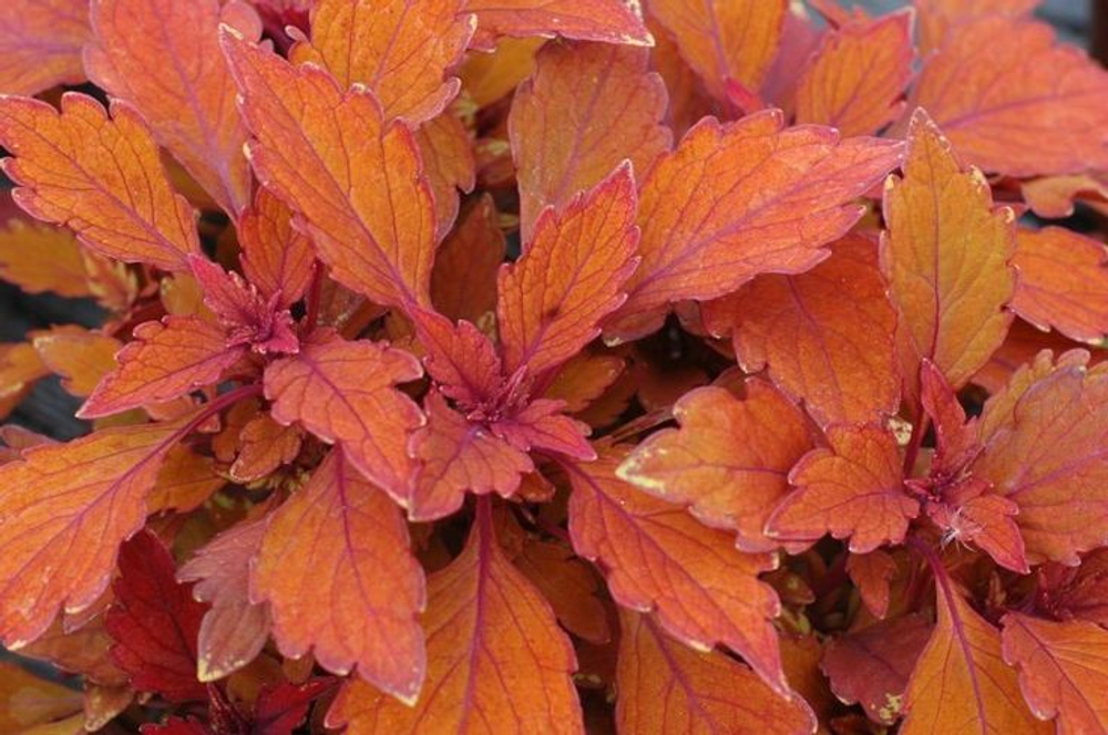 Колеус Spitfire укорененный черенок, ОКС