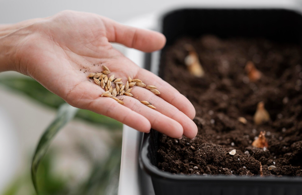 Как хранить семена перед посадкой? Актуальные сроки и рекомендации