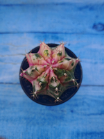 Gymnocalycium Variegata (Гимнокалициум Вариегатный)