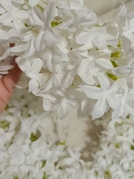 Лиана звездочка "Мадлен"