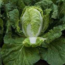 Капуста пекинская Предуро F1 (50шт)  Витагрин Профи