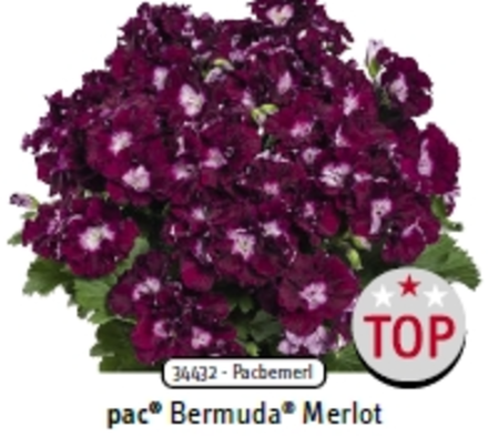 Пеларгония королевская Bermuda Merlot ЕВРО укорененный черенок ОКС