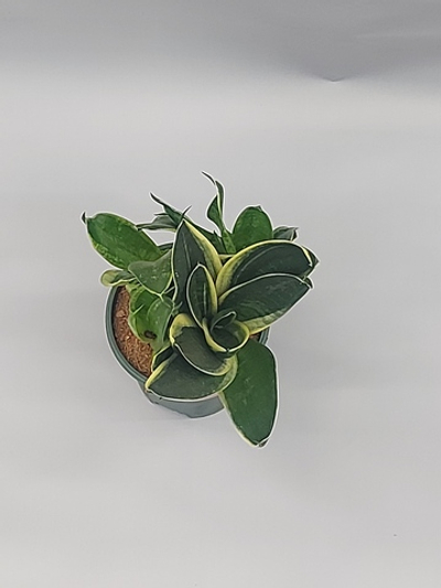 Сансевиерия Голден Эдж 12/25