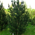 Сосна горная Унцината (ком) 150-200