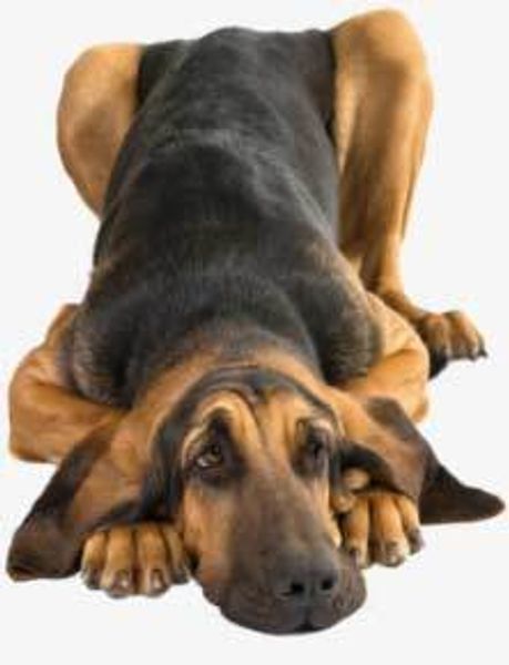 Бладхаунд Бладхаунд