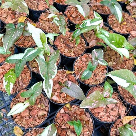 Сингониум TRICOLOR CHOCOLATE