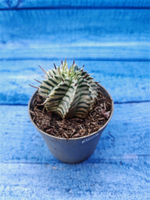 Euphorbia meloformis f. Variegated (Эуфорбия вариегатная)
