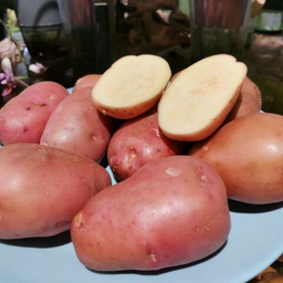 Клубни Картофеля Клубни Картофеля