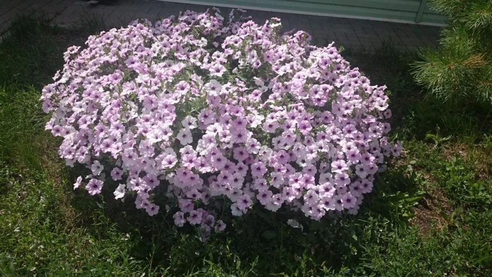 П 30 Петуния ампельная Tidal Wave Silver