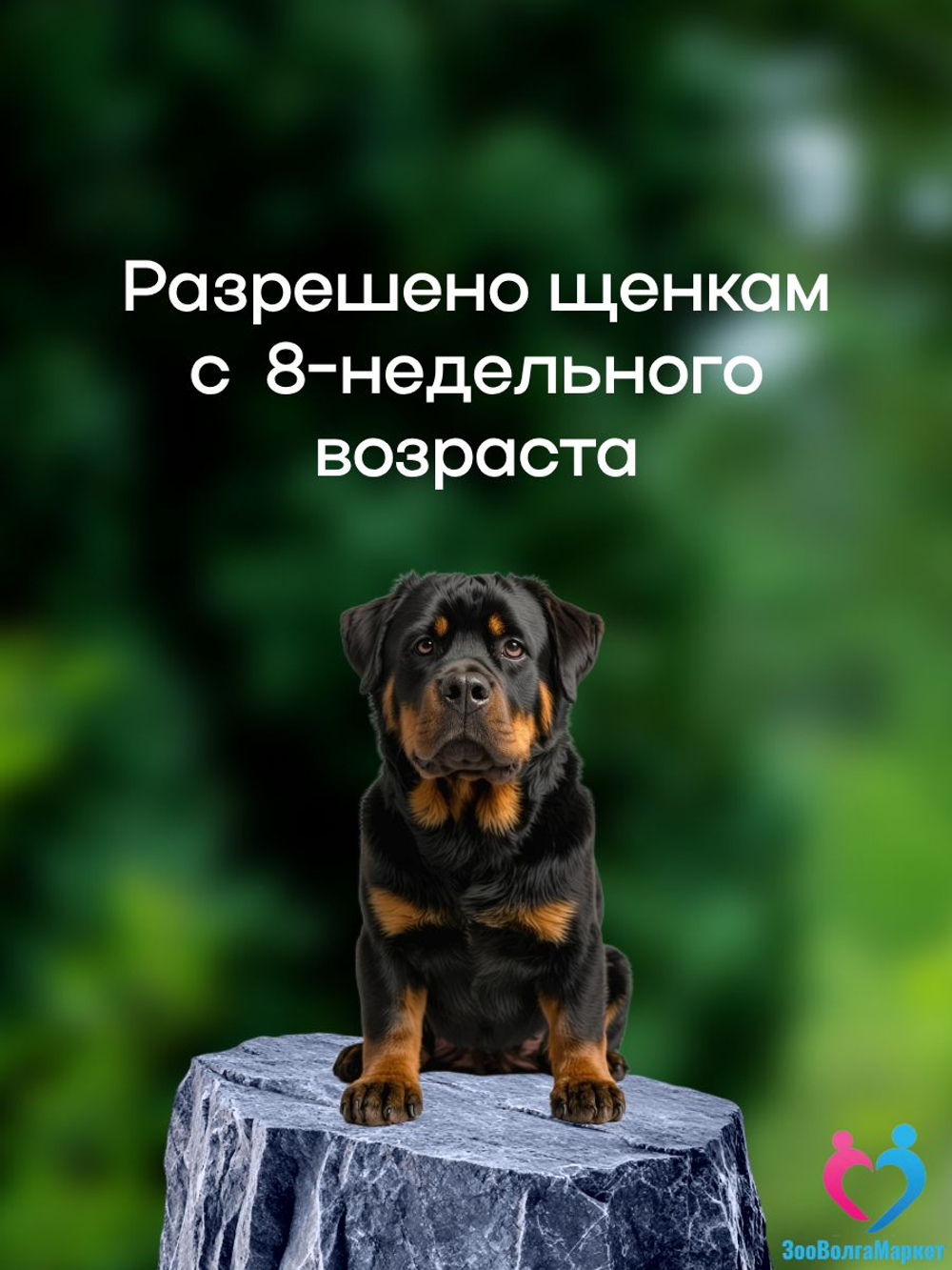 Рабектра 500 мг жевательная таблетка против блох и клещей для собак весом 10-20 кг, 1 таблетка