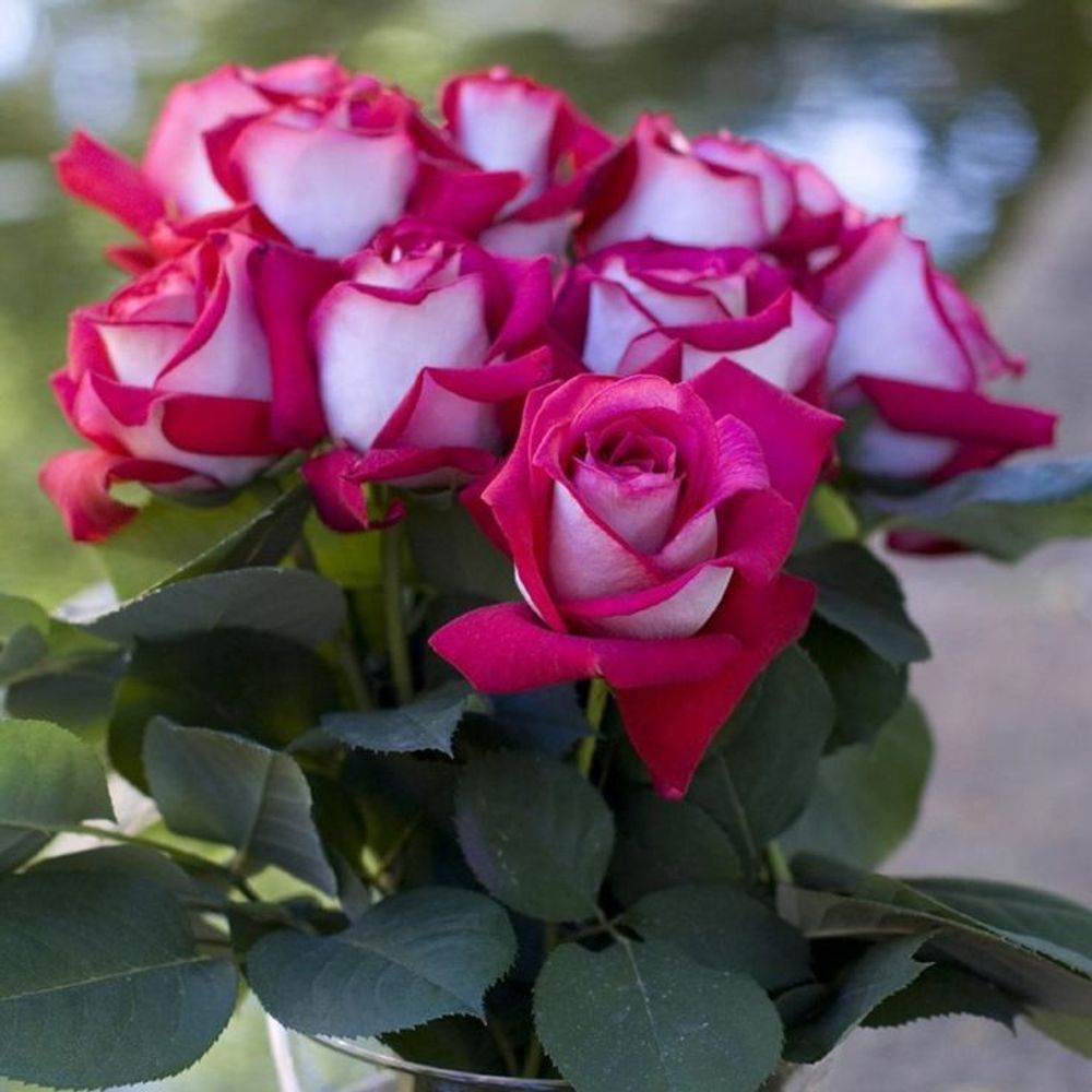 Моника Беллуччи ( Monica Bellucci )