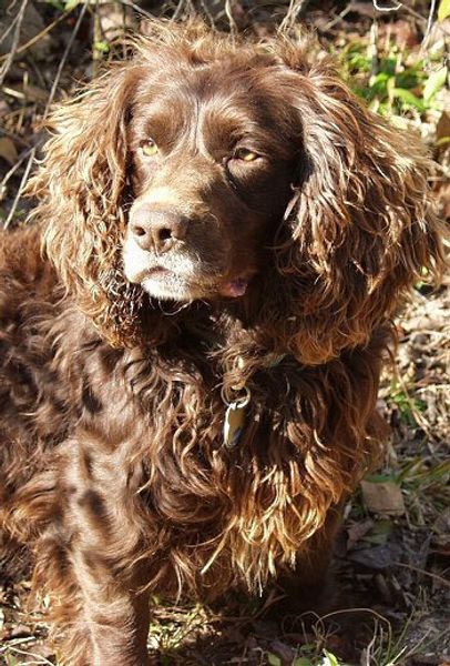 Бойкин-спаниель Бойкин-спаниель