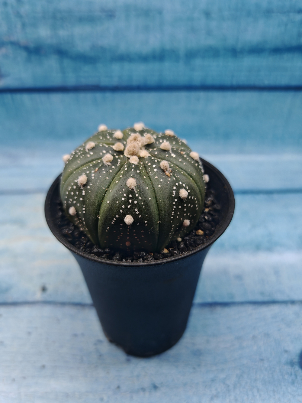 Astrophytum Asterias (Астрофитум)