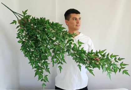 Английский плющ / Арт 4030