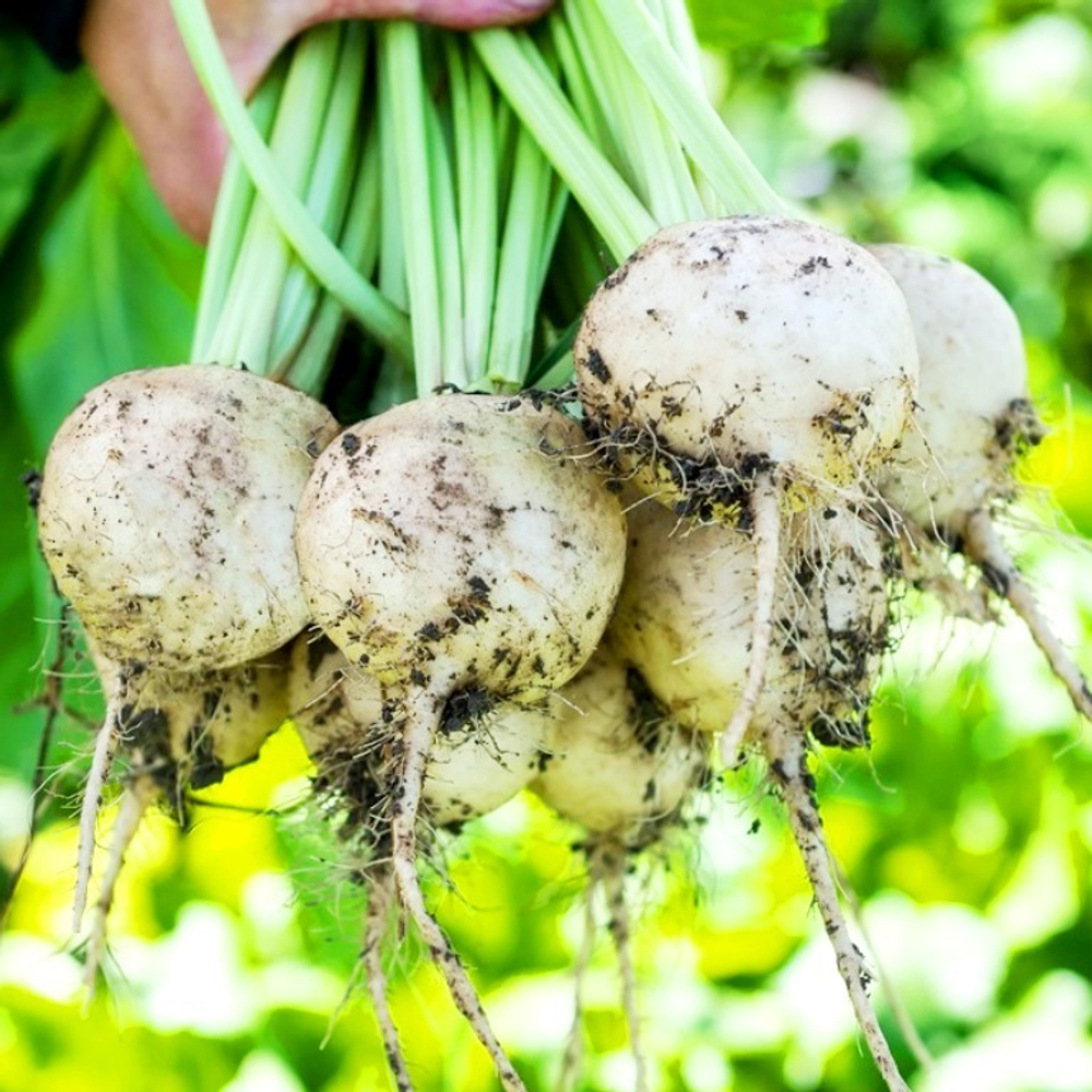 Свёкла Детройтская Белая - White Detroit Beet