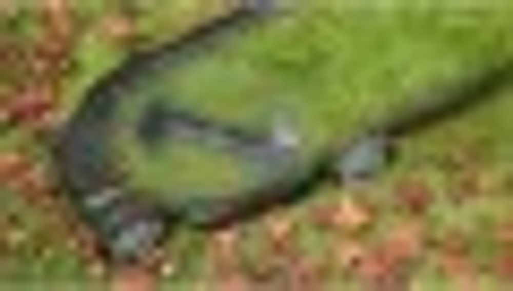 Газонокосилка электрическая BOSCH ADVANCEDROTAK 650 06008B9200