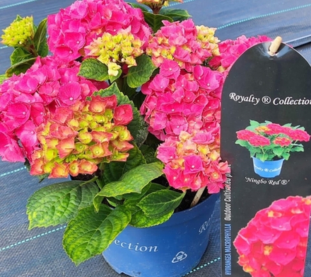 NINGBO  /НИНГБО (Стандарт поставки Р9)2025г.