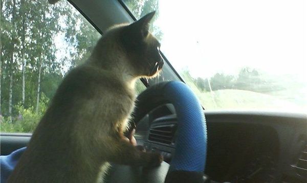 Как приучить кошку к автомобилю?