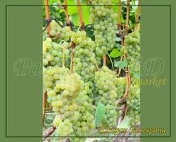 Виноград ЦИТРОННЫЙ МАГАРАЧА