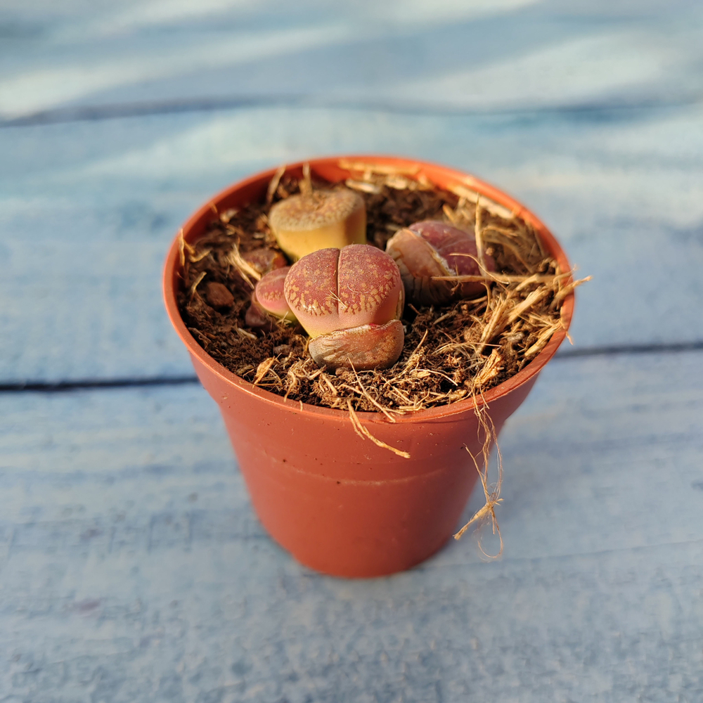 Lithops sp. (Литопсы)