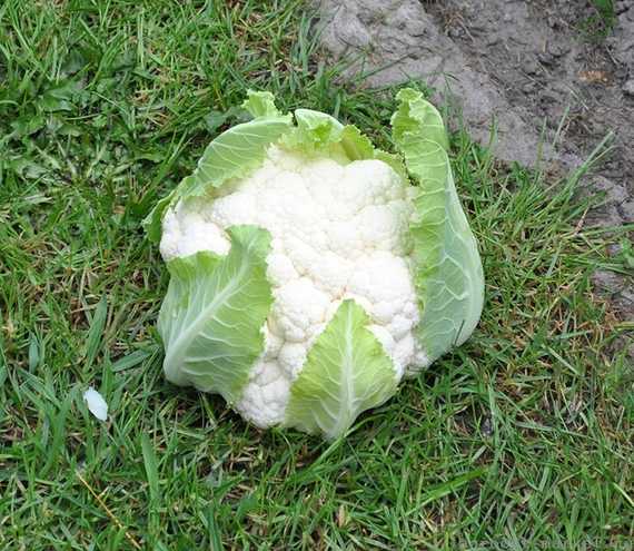 КЛИППЕР F1 семена капусты цветной (Clause | Alexagro) – фото 3