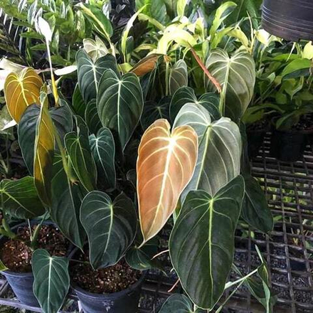 Филодендрон MELANOCHRYSUM