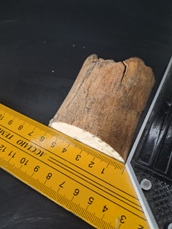 Бивень мамонта для коллекции