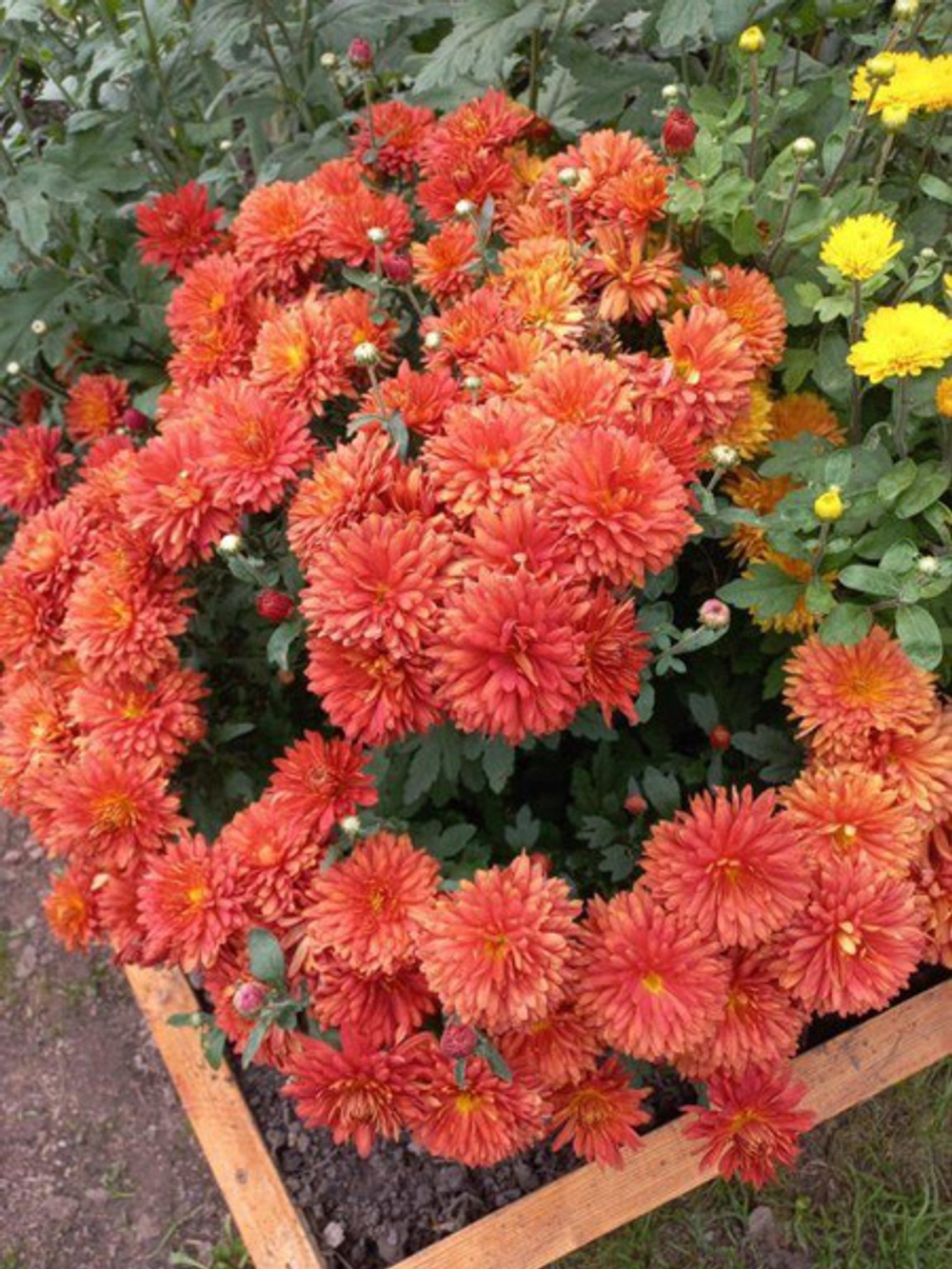 Хризантема корейская Ватра