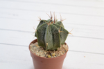 astrophytum ornatum