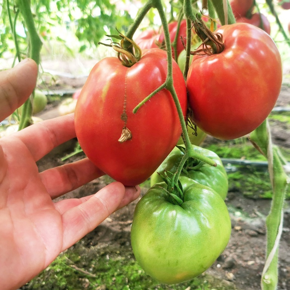 Помидоры Благодарное Сердце