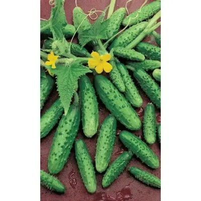 Семена Огурец Водопад (МАРС) Б/П