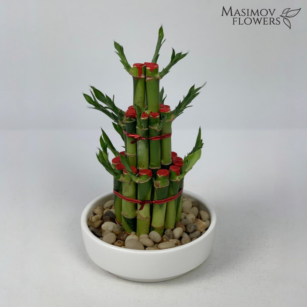 Композиция бамбук счастья "Барселона"