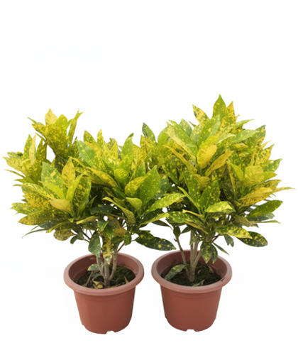 Кодиеум д.18