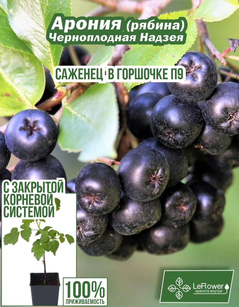 Саженец, Арония, Черноплодная Надзея