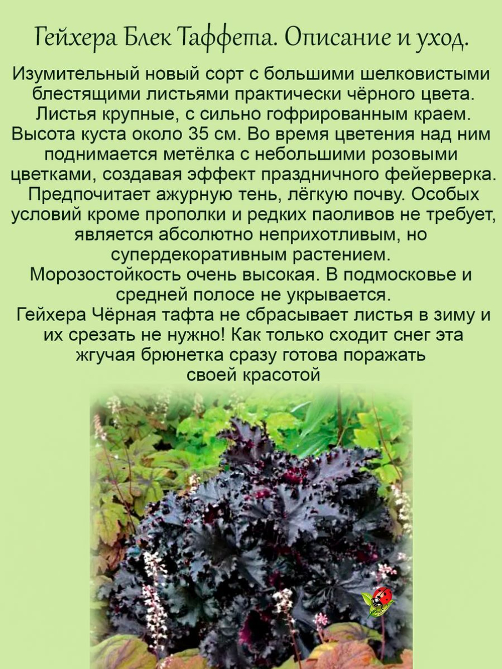 Гейхера Чёрная Тафта Блек Таффета многолетняя