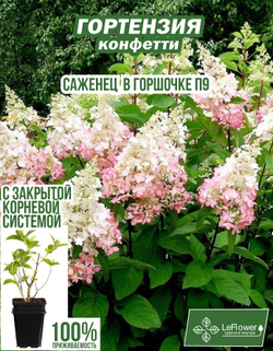 Саженец, Гортензия, Конфетти