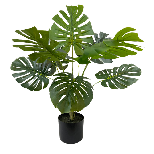 Монстера 78 см.