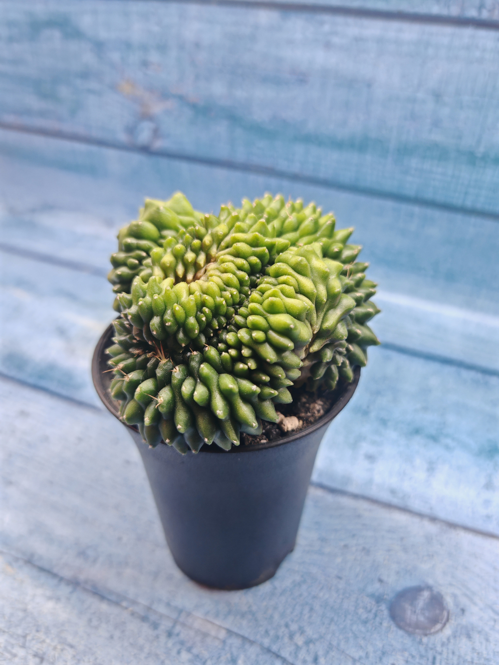 Gymnocalycium Spineless Crested form (Гимнокалициум Кристатный)