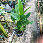 Орхидея каттлея C. WALKERIANA X C. NOBILIOR
