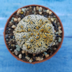 Astrophytum Asterias "Super Kabuto" (Астрофитум)