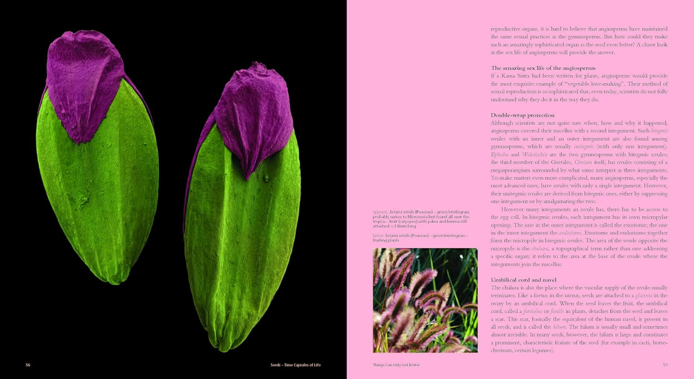 Seeds: Time Capsules of Life