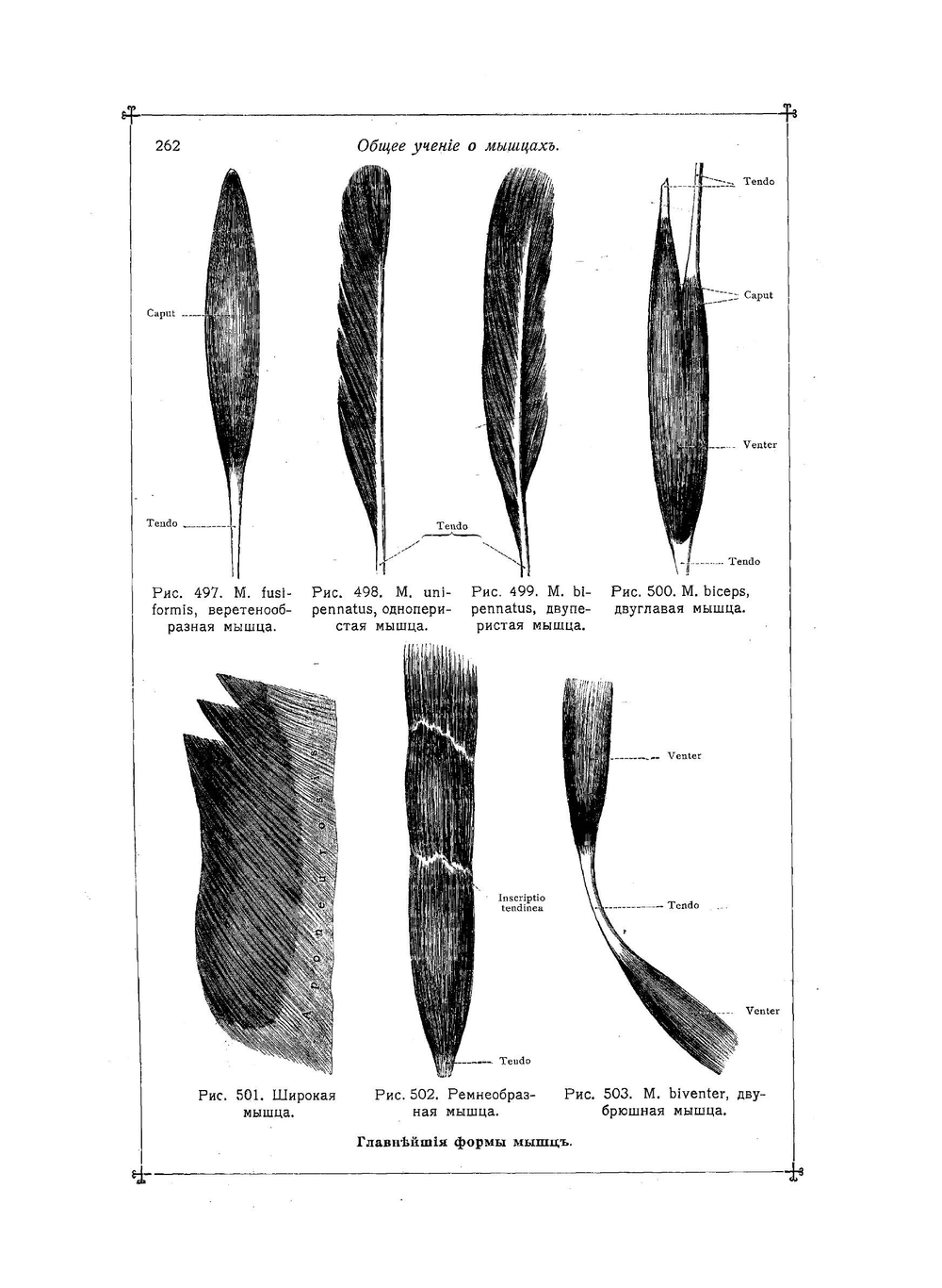 Анатомический атлас для студентов и врачей. Выпуск 3 | К. Толдт