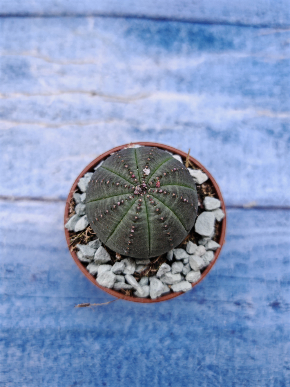 Euphorbia Obesa (Эуфорбия)