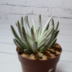 Senecio Scaposus (Крестовник)