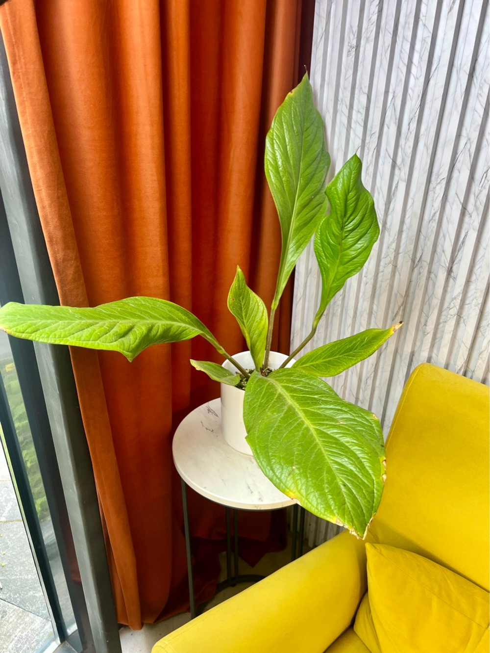 Антуриум Дженмании, D15см Н50см, 1шт, Urban Jungle (7143)