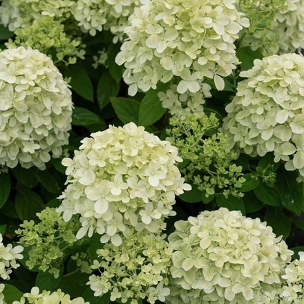 Гортензия метельчатая Литтл Пассион