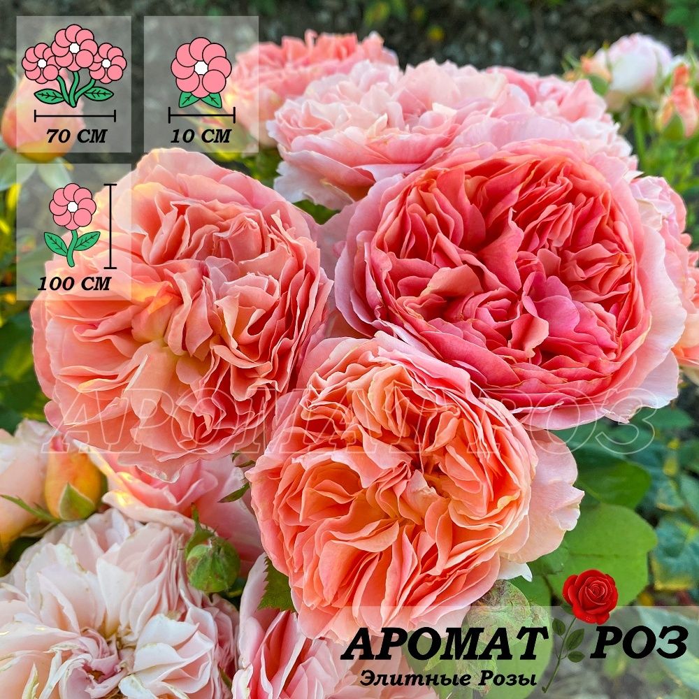 Каоликазали (Kaolikazali)