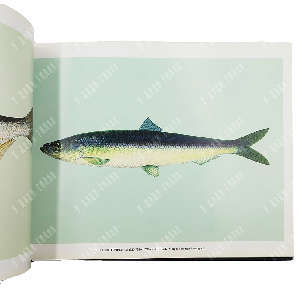 [Редкость] Промысловые рыбы России. Атлас цветных рисунков рыб. Репринт изд. 1949. 2000
