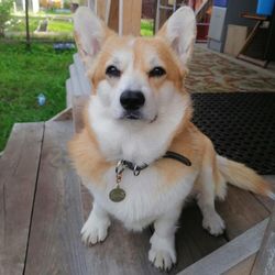 Адресник для собаки с гравировкой телефона на заказ